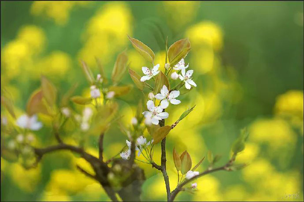 【春天，广西桂林灌阳县向您发出邀请！】我们在灌阳看梨花 - 游山玩水 - 定西生活社区 - 定西28生活网 dx.28life.com