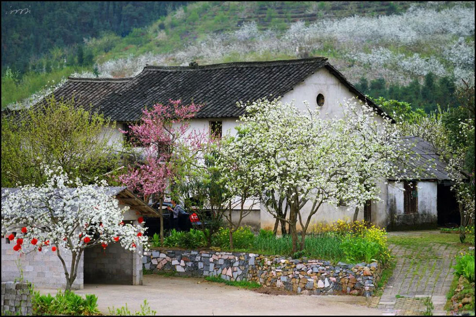 【春天，广西桂林灌阳县向您发出邀请！】我们在灌阳看梨花 - 游山玩水 - 定西生活社区 - 定西28生活网 dx.28life.com