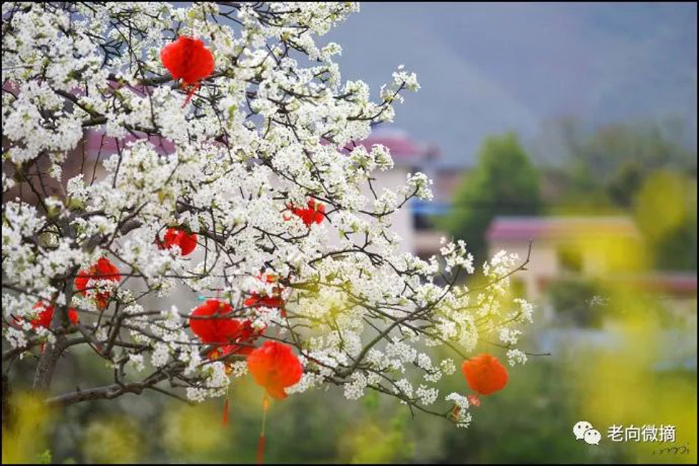 【春天，广西桂林灌阳县向您发出邀请！】我们在灌阳看梨花 - 游山玩水 - 定西生活社区 - 定西28生活网 dx.28life.com