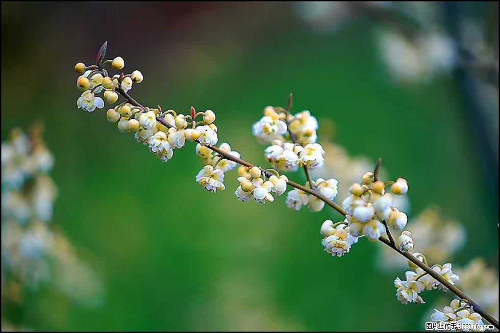 【春天，广西桂林灌阳县向您发出邀请！】米珠山前有片山苍子花在飘香 - 游山玩水 - 定西生活社区 - 定西28生活网 dx.28life.com