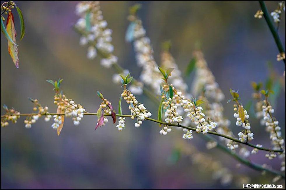 【春天，广西桂林灌阳县向您发出邀请！】米珠山前有片山苍子花在飘香 - 游山玩水 - 定西生活社区 - 定西28生活网 dx.28life.com
