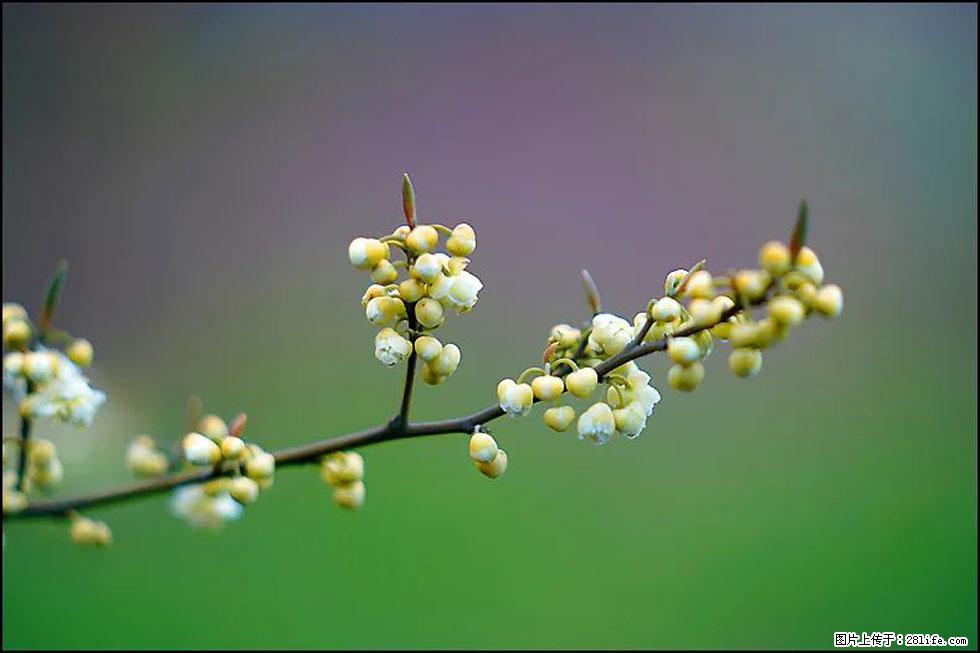 【春天，广西桂林灌阳县向您发出邀请！】米珠山前有片山苍子花在飘香 - 游山玩水 - 定西生活社区 - 定西28生活网 dx.28life.com