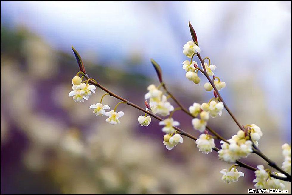 【春天，广西桂林灌阳县向您发出邀请！】米珠山前有片山苍子花在飘香 - 游山玩水 - 定西生活社区 - 定西28生活网 dx.28life.com