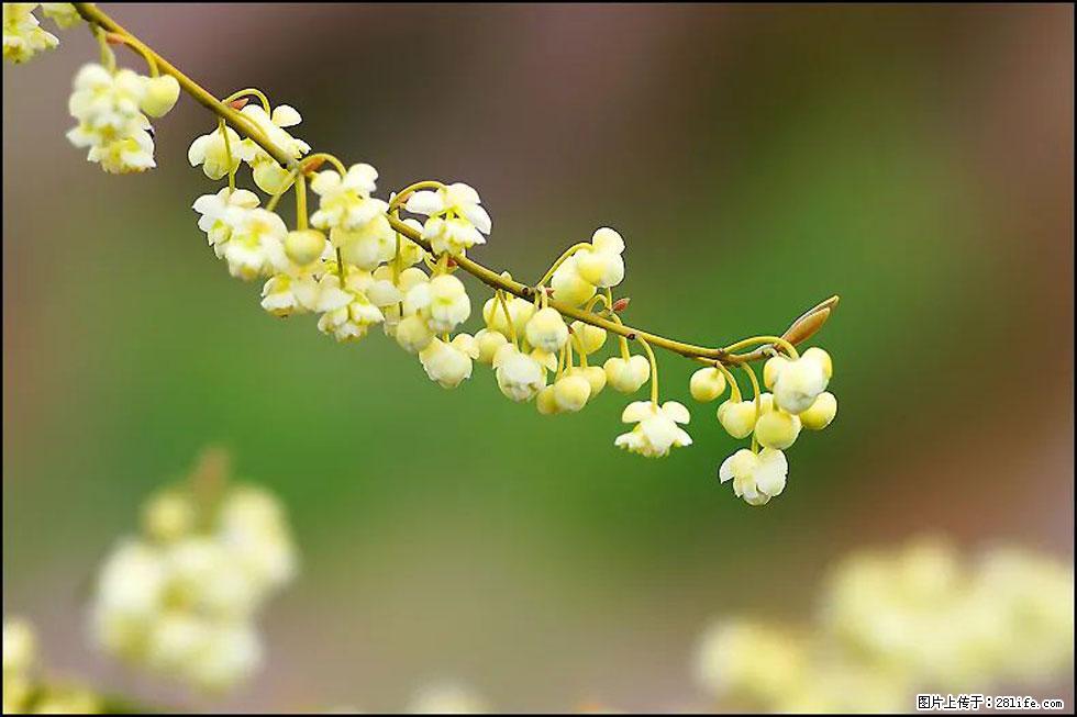 【春天，广西桂林灌阳县向您发出邀请！】米珠山前有片山苍子花在飘香 - 游山玩水 - 定西生活社区 - 定西28生活网 dx.28life.com