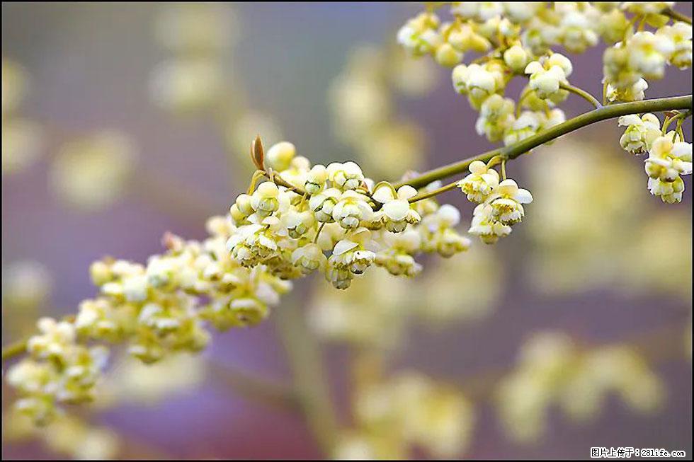 【春天，广西桂林灌阳县向您发出邀请！】米珠山前有片山苍子花在飘香 - 游山玩水 - 定西生活社区 - 定西28生活网 dx.28life.com