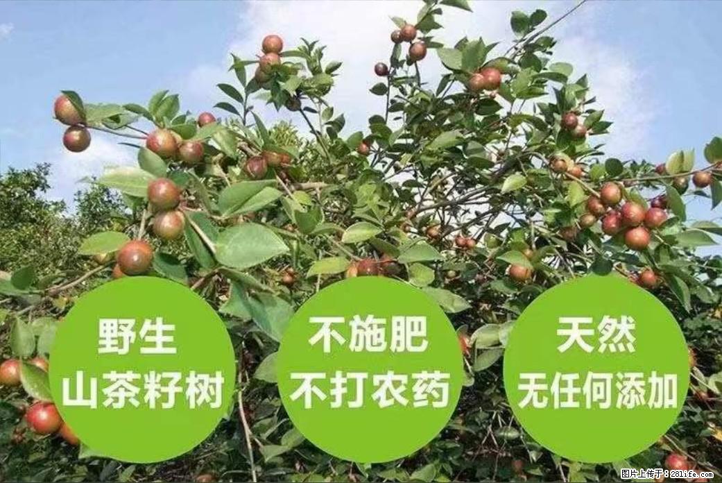 【灌阳县油茶产业示范区】一个有着充实的精神生活的人，对待身外之物自会有一种淡泊的态度 - 美食天地 - 定西生活社区 - 定西28生活网 dx.28life.com