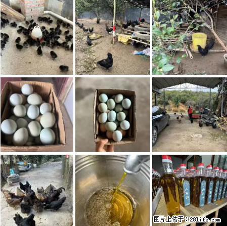 油茶园从小鸡仔开始养起的纯土鸡、土鸡蛋可以预定啦！还有前几天刚榨的纯山茶油哦 - 土特产 - 饮食特产 - 定西分类信息 - 定西28生活网 dx.28life.com