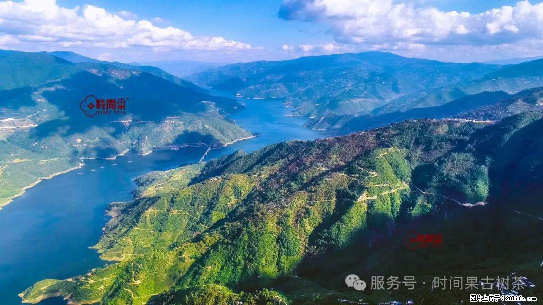 时间果百年古树龙珠普洱生茶 - 购物交流 - 定西生活社区 - 定西28生活网 dx.28life.com