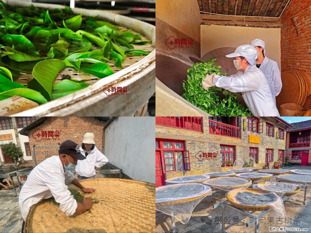 时间果百年古树龙珠普洱生茶 - 购物交流 - 定西生活社区 - 定西28生活网 dx.28life.com