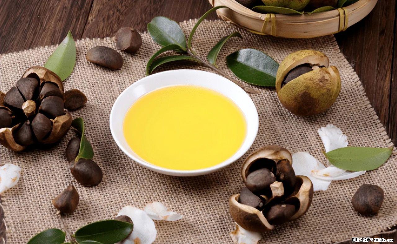 揭秘茶油的5大核心营养成分！被称为人体健康的“守护盾”！ - 定西生活资讯 - 定西28生活网 dx.28life.com