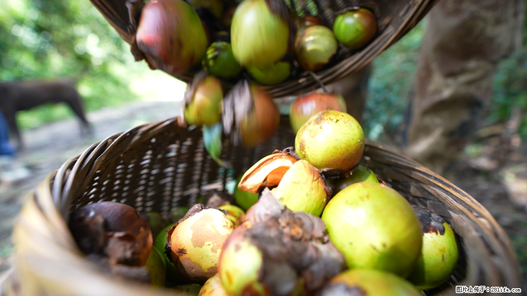 揭秘茶油的5大核心营养成分！被称为人体健康的“守护盾”！ - 定西生活资讯 - 定西28生活网 dx.28life.com