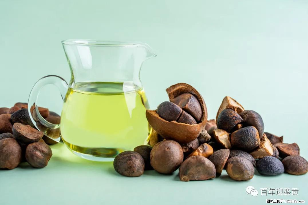 世界没有真相，只有认知，最好的食用油是中国的山茶油！ - 定西生活资讯 - 定西28生活网 dx.28life.com
