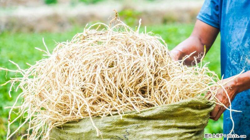 堪称“最难吃”的蔬菜，却是 “抗辐射神器”，还能护肺、清热、止咳化痰！ - 定西生活资讯 - 定西28生活网 dx.28life.com