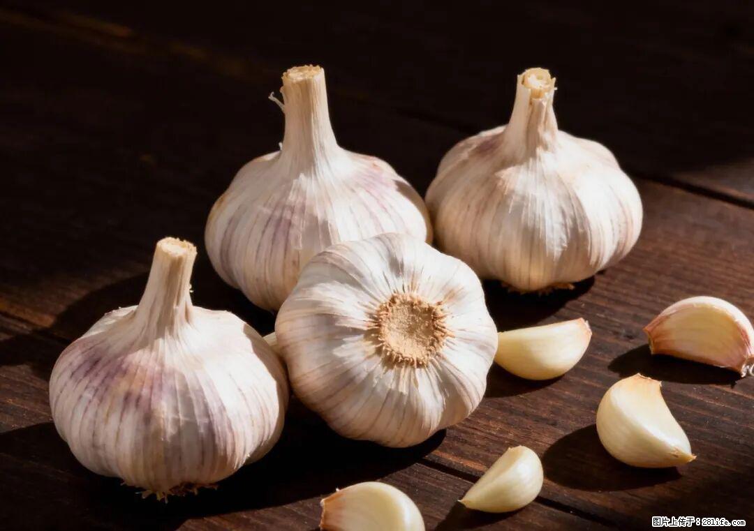 关于大蒜，除了“天然抗生素”，这4个谣言更该警惕! - 定西生活资讯 - 定西28生活网 dx.28life.com