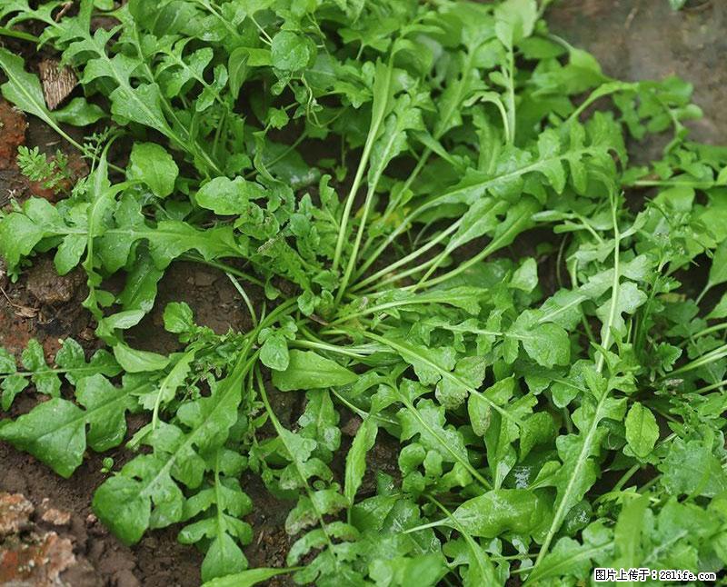 这些蔬菜是“天然钙片”，这6种被医生重点推荐 - 定西生活资讯 - 定西28生活网 dx.28life.com