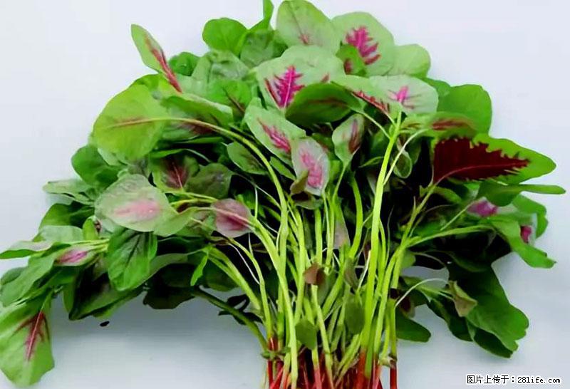 这些蔬菜是“天然钙片”，这6种被医生重点推荐 - 定西生活资讯 - 定西28生活网 dx.28life.com