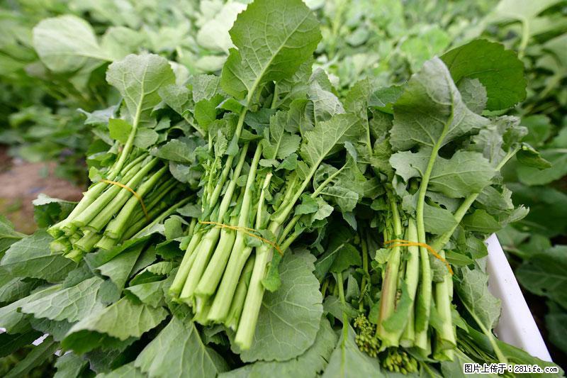 这些蔬菜是“天然钙片”，这6种被医生重点推荐 - 定西生活资讯 - 定西28生活网 dx.28life.com